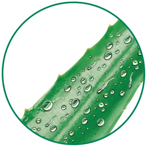 Aloe Vera