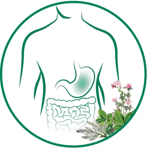 Linea Gastrointestinale