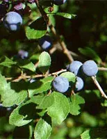 MSA Prunus Spinosa Macerato Glicerico Per Il Benessere Generale 50ml