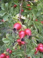 MSA ROSA CANINA 50ML