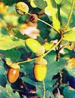 MSA Quercus Peduncolato Estratto Idroalcolico Per Energia 50ml