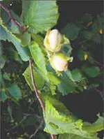 MSA Corylus Avellana Soluzione Omeopatica per Apparato Respiratorio 50ml