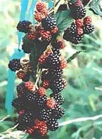 MSA RUBUS FRUCTICOSU 50ML