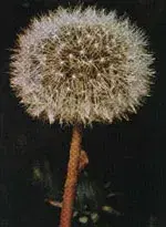 TSA Taraxacum Officinale Estratto Integrale Depurativo 50ml