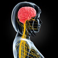 Integratori-Sistema-Nervoso