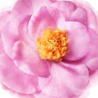 Nuxe Hair Prodigieux Le Shampooing Shampoo Effetto Lucentezza 200 ml